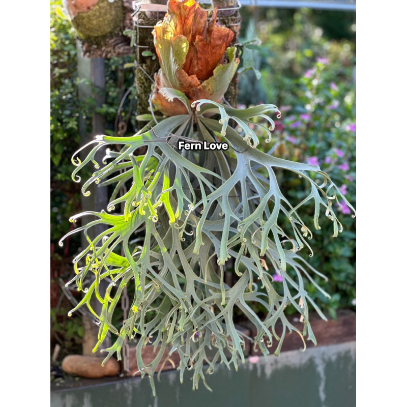 Fern➰蕨戀➰Love 』「P. Willinckii Blue Queen 」頂級藍皇后泰國正