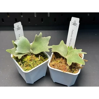 晴花鹿苑鹿角蕨專賣, 線上商店| 蝦皮購物