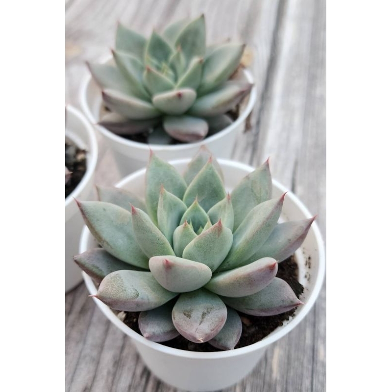 ❤️心花開心樂園❤️ 蜜桃仙子多肉植物三吋圓盆穩根| 蝦皮購物