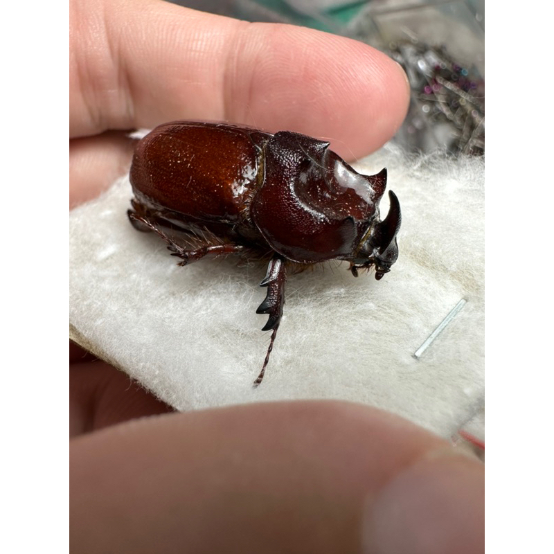 昆蟲標本（死的非活體） dipelicus sp 馬古魯產 成對 | 蝦皮購物