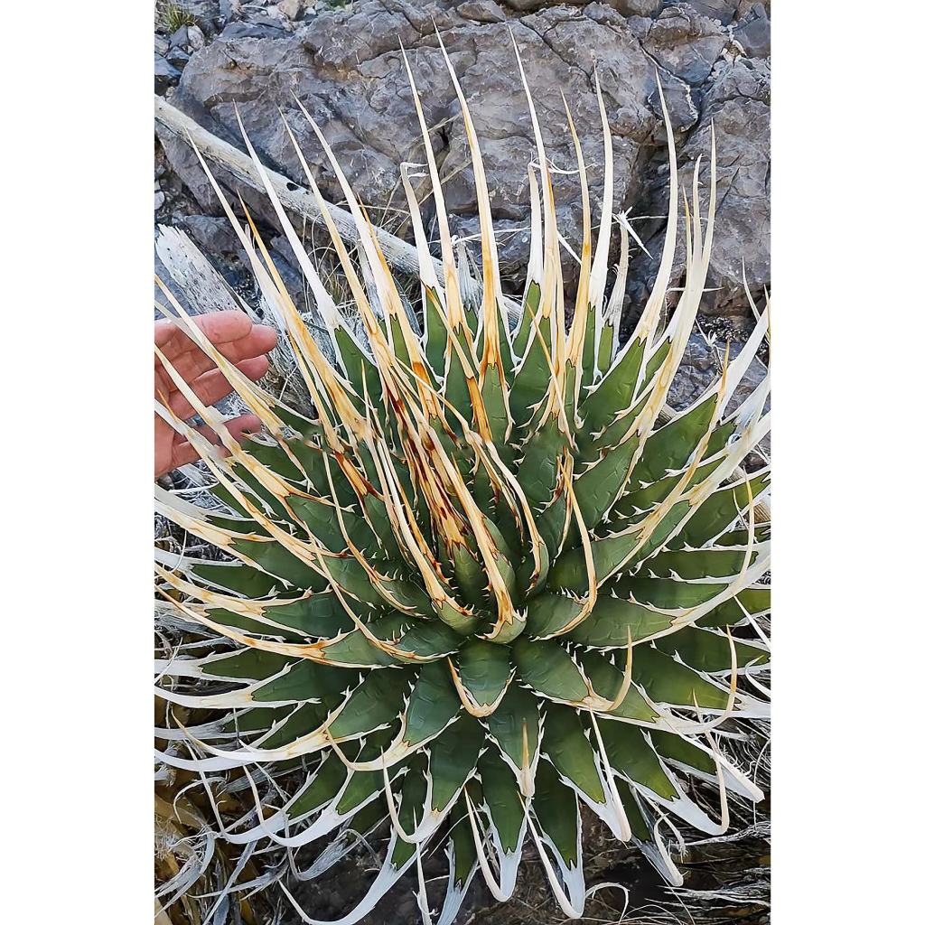陽炎【選抜特選】 Agave 面倒臭い utahensis var. eborispina アガベ  