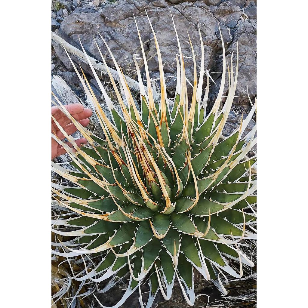 陽炎【選抜特選】 Agave utahensis var. eborispina アガベ ユタエンシス -アガベ エボリスピナ 検索 チタノタ  アメリカーナパリー トランカータ