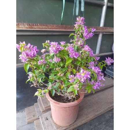 福爾摩沙 7吋盆