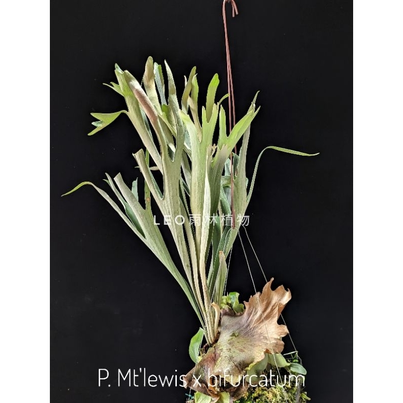 P. Mt'lewis x bifurcatum 鹿角蕨| 蝦皮購物