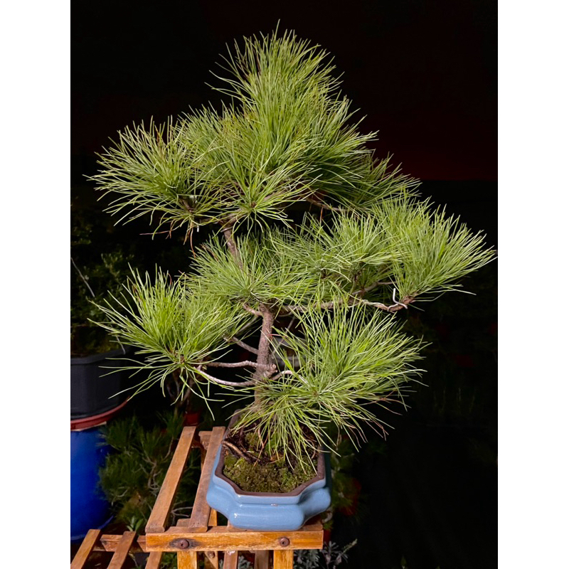 藝樹植栽」五葉松盆栽-造型盆栽-中品大品盆栽| 蝦皮購物