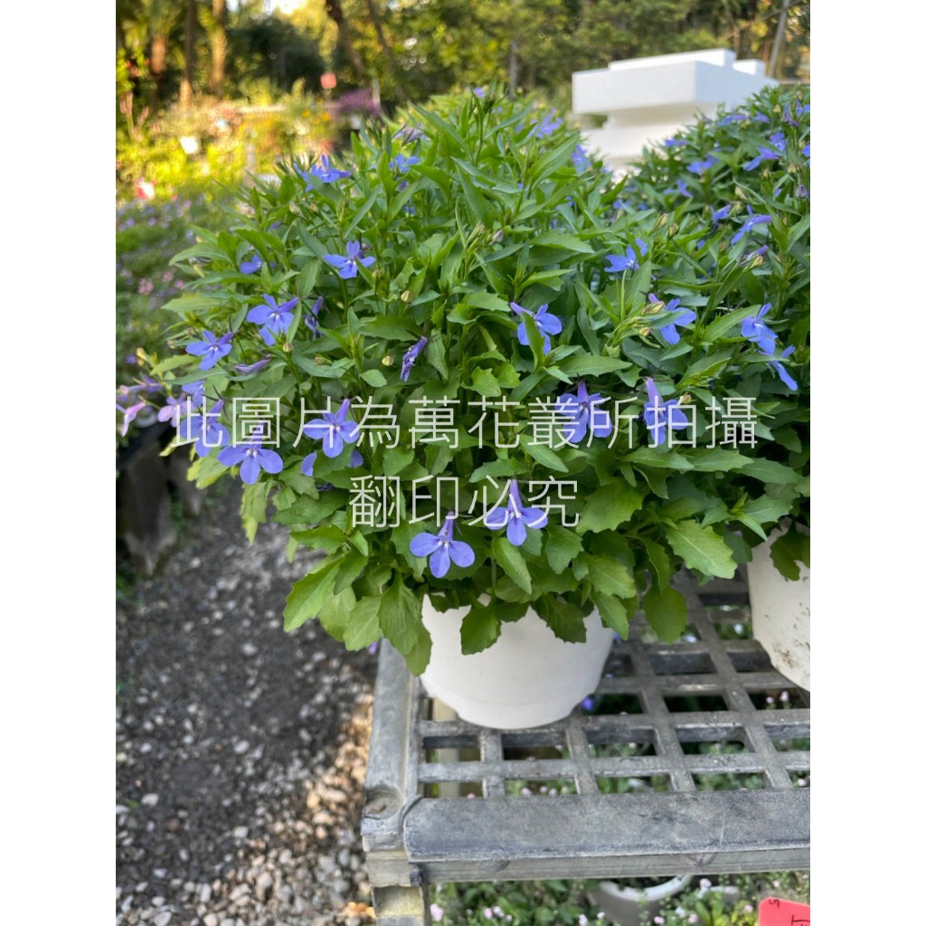 ☆萬花叢☆花卉植物【六倍利(不可挑色隨機出貨)】☆5吋盆☆高約10-20cm