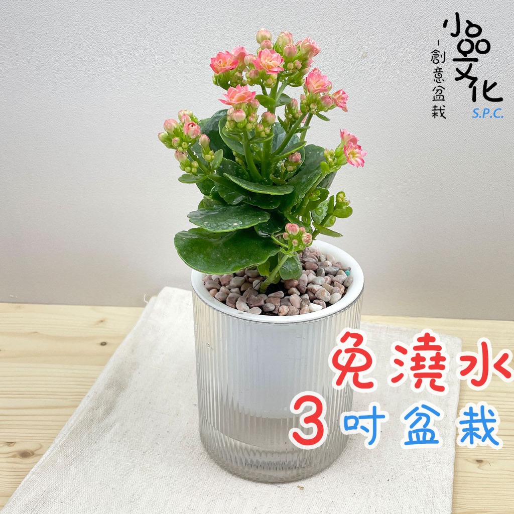 小品文化】長壽花【現貨】3吋條紋圓免澆水盆栽懶人盆栽開花植物