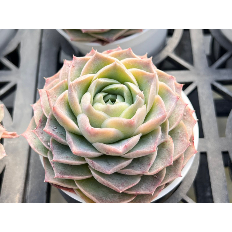 多肉好好買】三寸盆厚葉/藍絲絨多肉植物現貨| 蝦皮購物