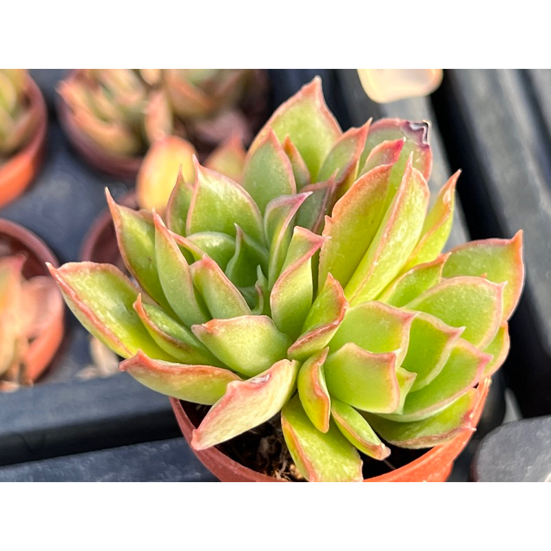 多肉好好買】三吋盆藍西施（藍絲絨X布丁西施) 多肉植物現貨| 蝦皮購物