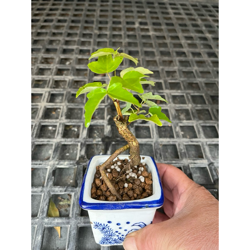 日本宮樣楓｜2吋/3吋瓷盆～露根型小品精品盆栽⋯ | 蝦皮購物