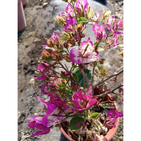 末代皇帝 5吋盆