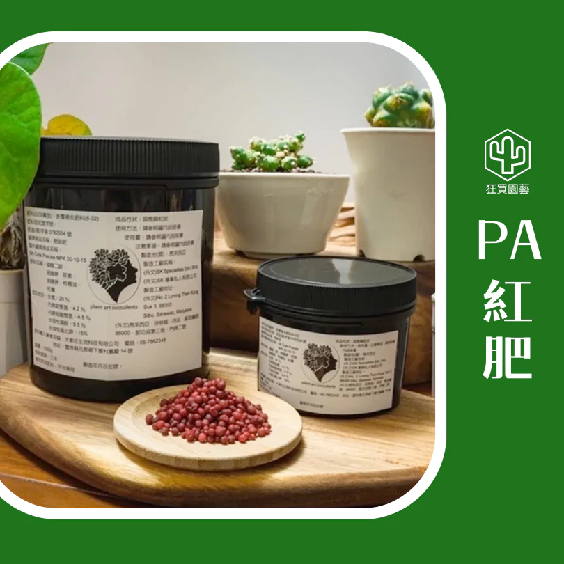 [狂買園藝] 多肉植物 桃之嬌 3寸盆