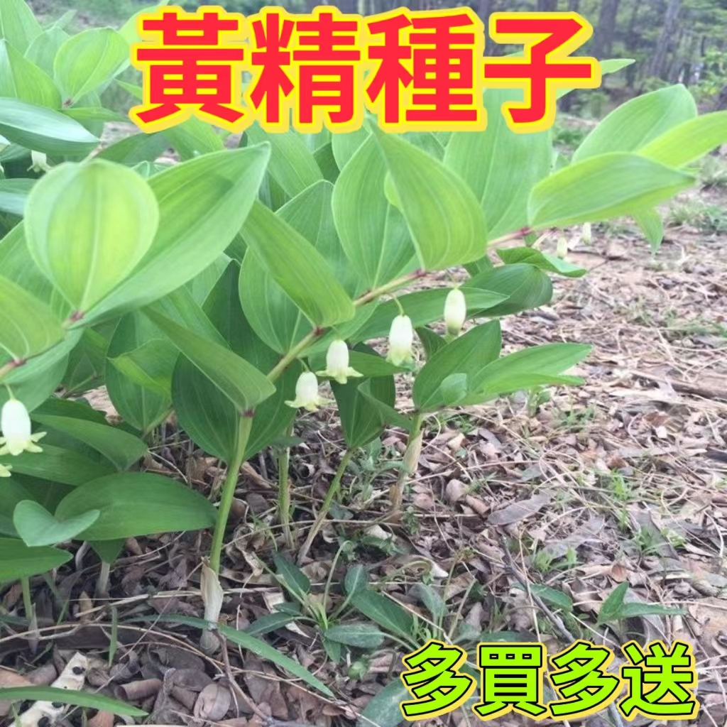 🔥黃精玉竹種子🍓中藥材種子 萎地管子尾參鈴鐺菜 藥食同源 玉竹種子 | 蝦皮購物