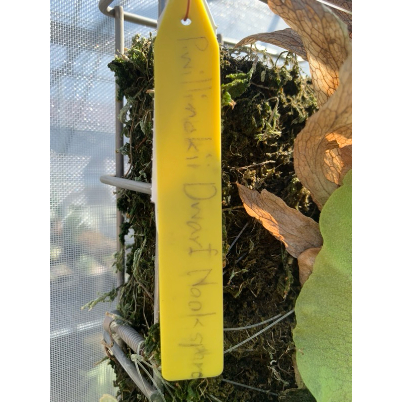 🌱愛客森🌱 P.Willinckii Dwarf Nook Spore 鹿角蕨| 蝦皮購物 🌱愛客森🌱 P.Willinckii Dwarf Nook Spore 鹿角蕨| 蝦皮購物