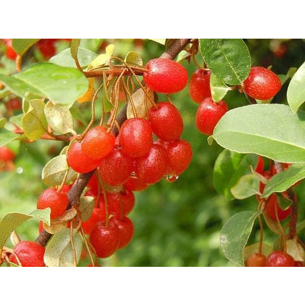 優勢】稀有日本盆栽樹種~夏茱萸| 蝦皮購物