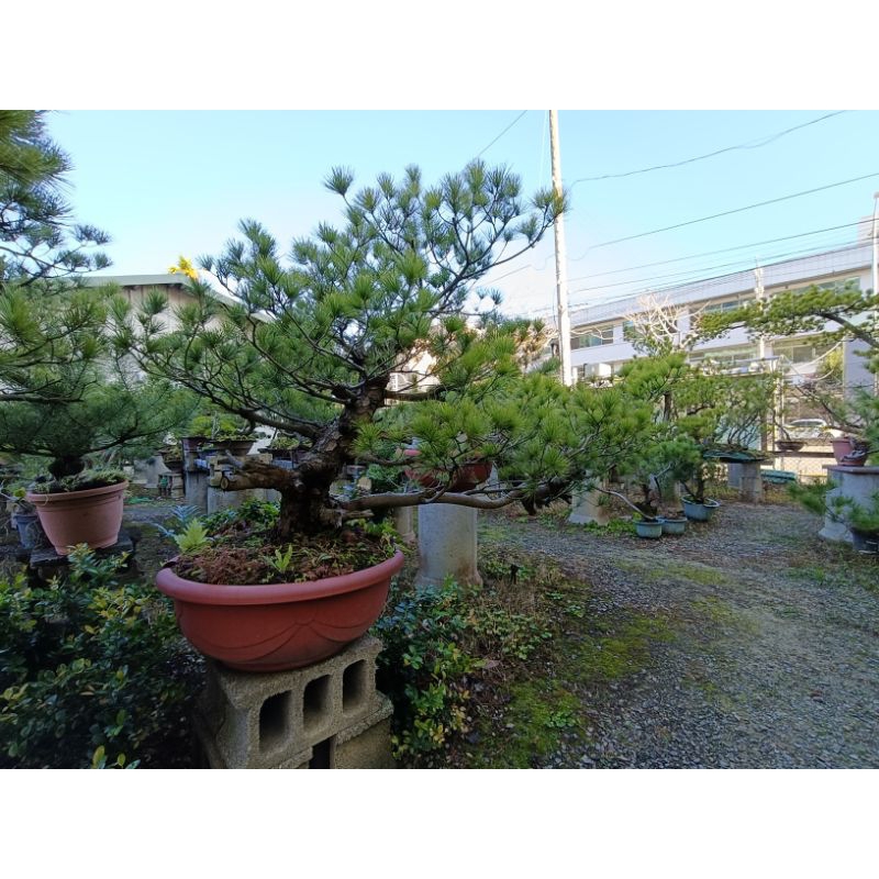 【国内正規総代理店アイテム】 五葉松/大型盆栽/樹齡25年以上（已售出） | 蝦皮購物 その他