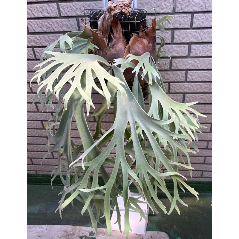 堅実な究極の P.willinckii 月光爪哇 植物/観葉植物 - flavapalace.com