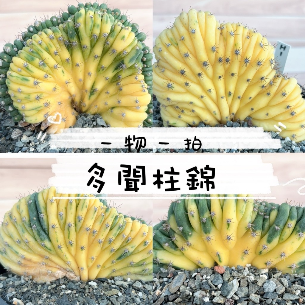第一位背叛師尊接孫師母金線的道長| Facebook
