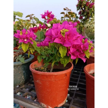 粉紅狐狸 5吋盆