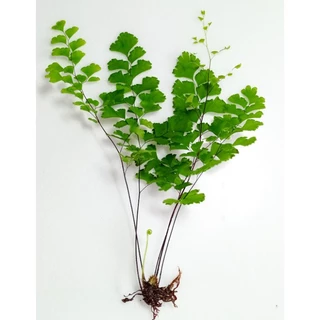 鐵線蕨/蕨類/觀葉植物