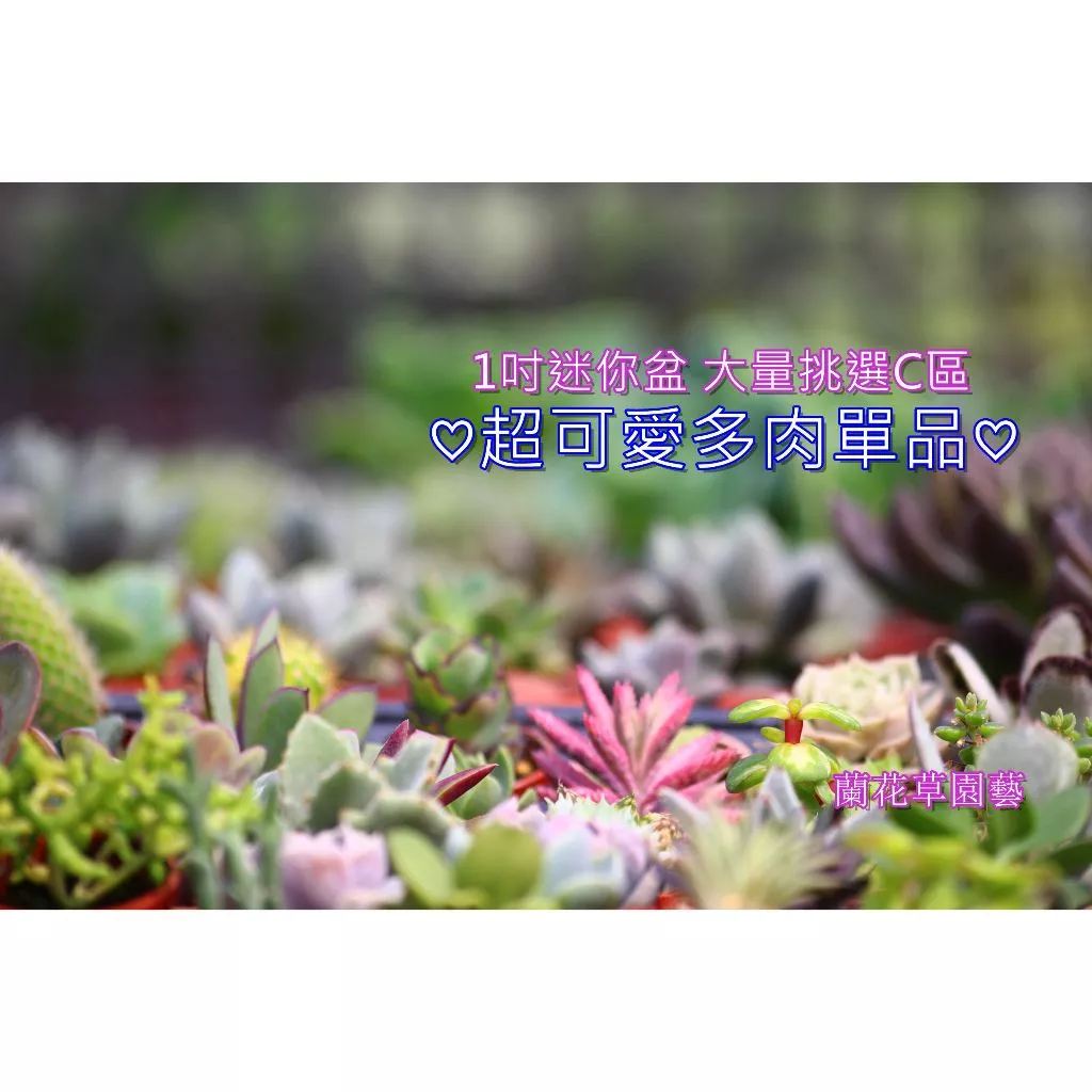 ❰C盤區❱【100種迷你單品多肉/陸續增加中】|100種品系| 多肉植物1吋盆 | 蘭花草園藝