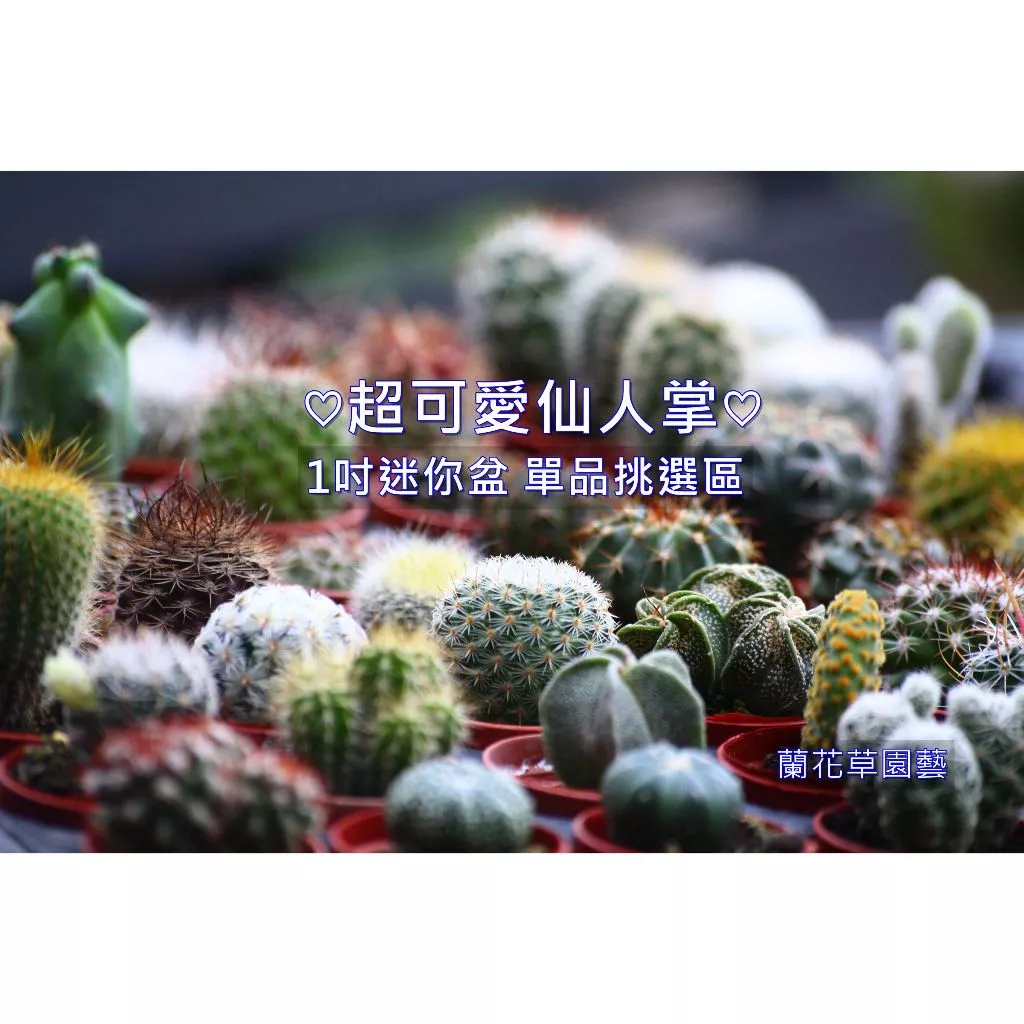 ❰單品仙人掌❱【超可愛仙人掌綜合挑選區】|仙人掌多肉植物1吋盆 | 蘭花草園藝
