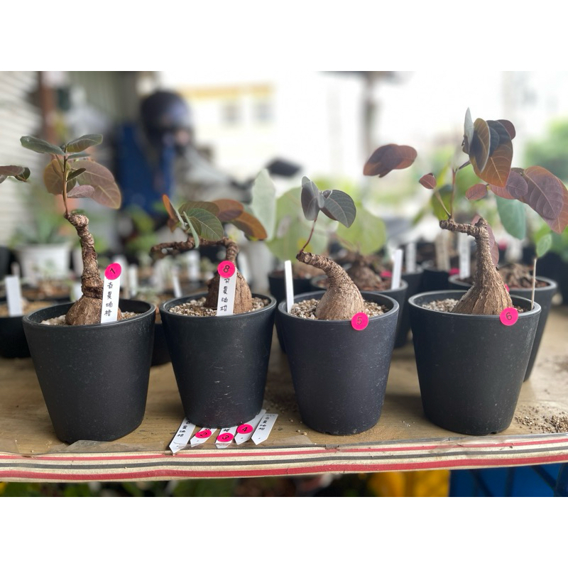 👉奇異油柑👋小盆友🌱多肉植物 | 蝦皮購物