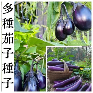 茄瓜 Amazon.com: IB Prosperity 長紫色茄子(黃瓜VAR. esculentum),豐