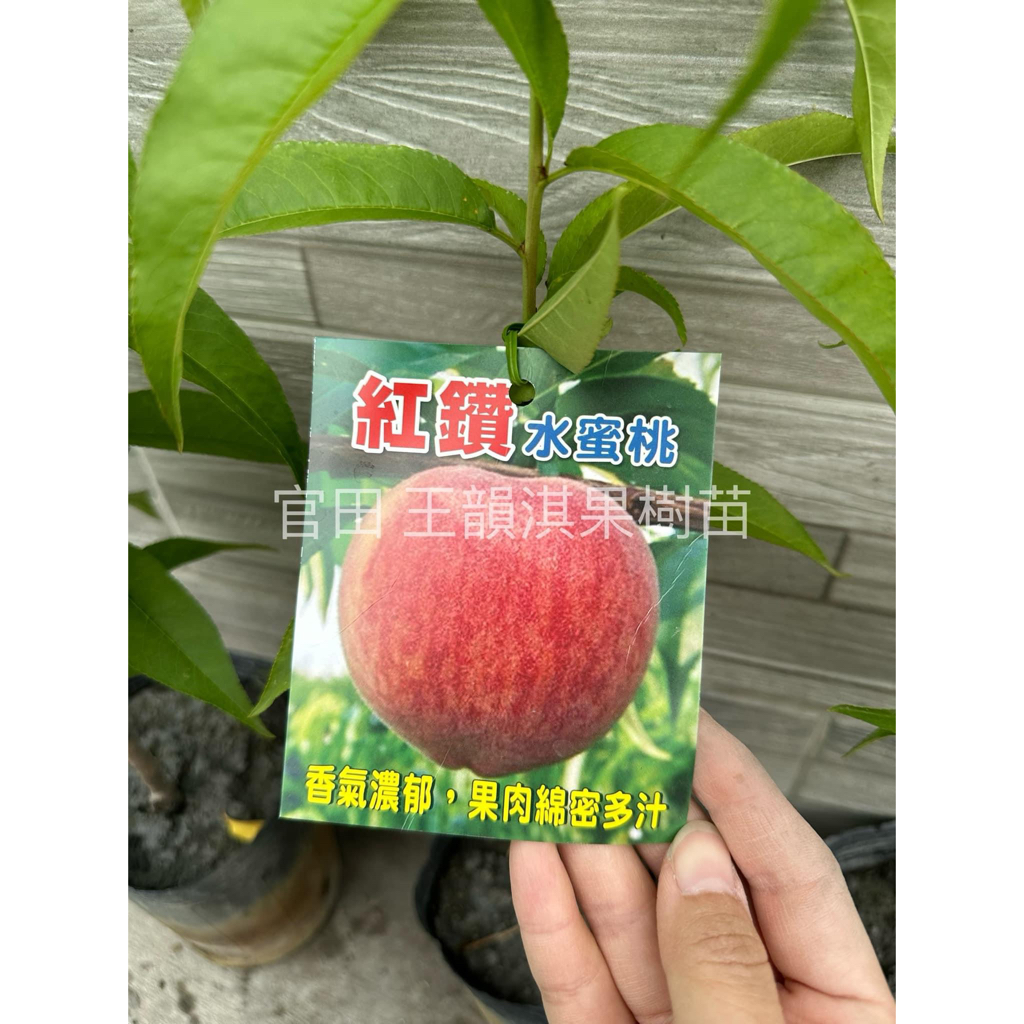 [農夫世家]熱帶水蜜桃嫁接苗🍑 平地種植 特大水蜜桃 紅玉 甜桃 蟠桃 豐香 鶯歌桃 黃金蜜桃 紅鈴 早生水蜜桃 果樹苗 | 蝦皮購物