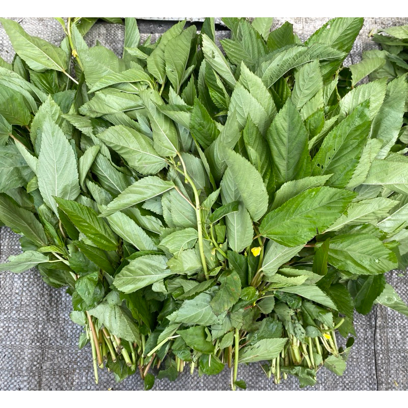 麻薏 麻芛 埃及國王菜 鮮麻薏 黃麻菜 real jute 或Rau đay或Saluyot | 蝦皮購物