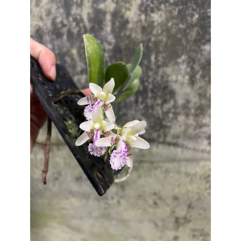 芃程蘭舍】Phal. japonica 名護蝴蝶蘭板植成株| 蝦皮購物