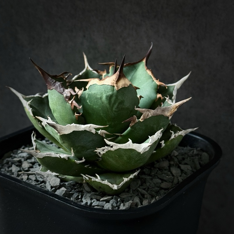 在台現貨阿修羅嚴龍Agave Titanota Asura 龍舌蘭塊根植物觀葉植物多肉