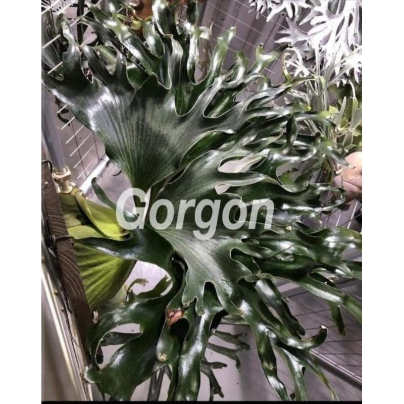 興鹿園梅杜莎鹿角蕨3吋5吋正側芽(P. alcicorne cv. Gorgon) | 蝦皮購物