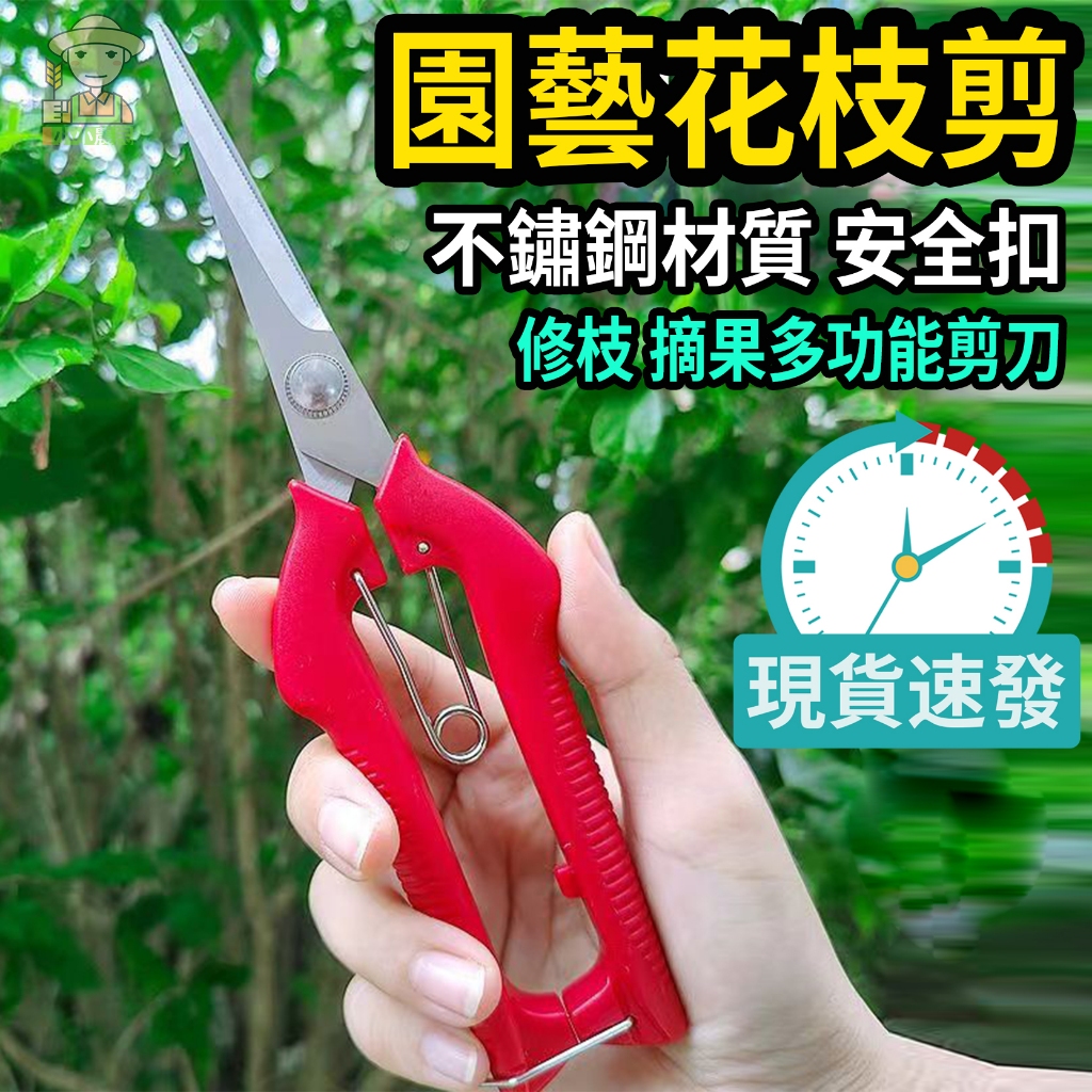 【現貨速發】摘果剪 不銹鋼果樹剪 安全扣 埰摘果 樹枝修枝 工具剪 蔬果剪 園藝修剪 枝剪 鮮花剪 修枝剪 剪刀 修花 | 蝦皮購物