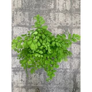 植plant & flower ~ 鐵線蕨 蕨類