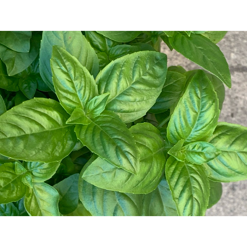 羅勒 | 種子齊全，輕鬆開園 | 蝦皮購物