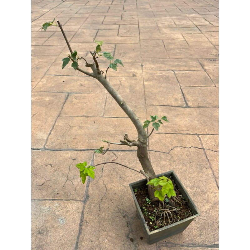 日本宮樣楓｜四方盆～小品盆栽⋯ | 蝦皮購物