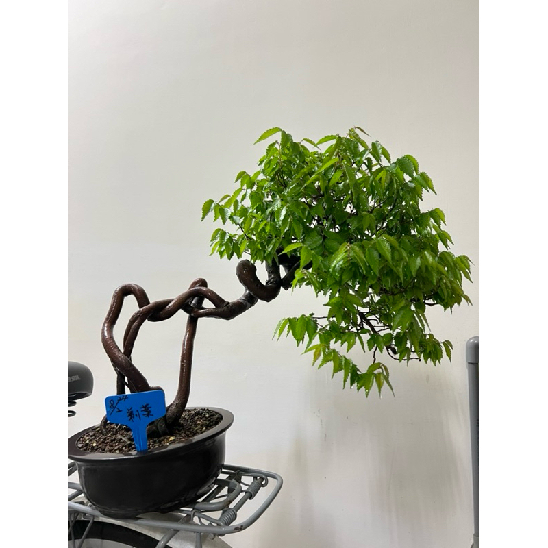 根藝型 台灣 櫸木 | 蝦皮購物