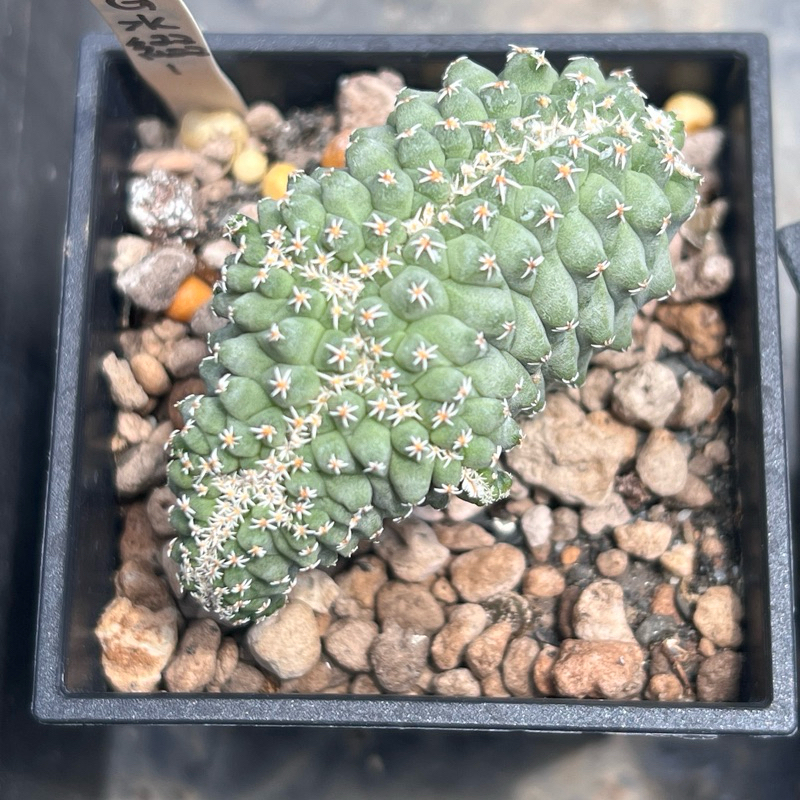 ☀️小陽光仙人掌☀️ 菊水菊水綴化實生多肉植物療癒小物| 蝦皮購物