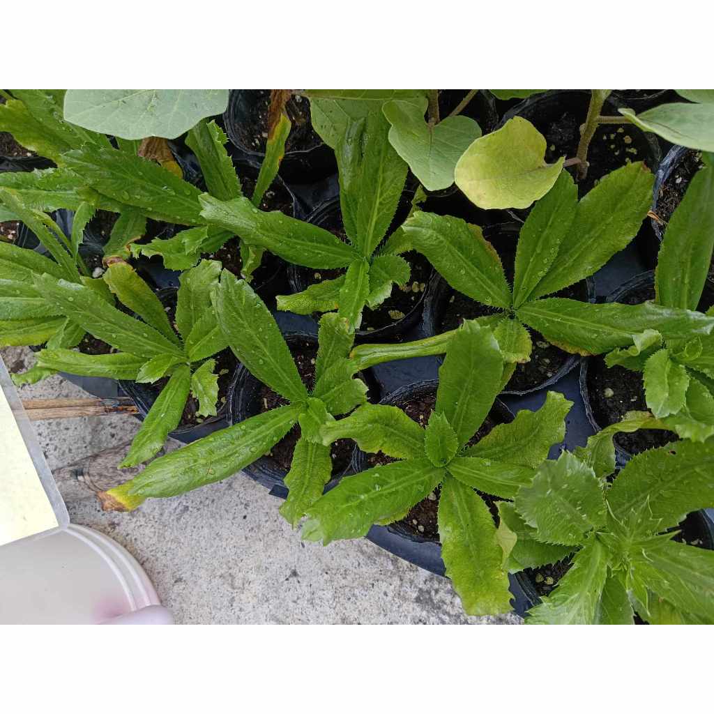 帶刺的香菜 刺芫荽 國外品種 刺芹 大香菜 假芫荽 種苗 植栽 植株 | 蝦皮購物