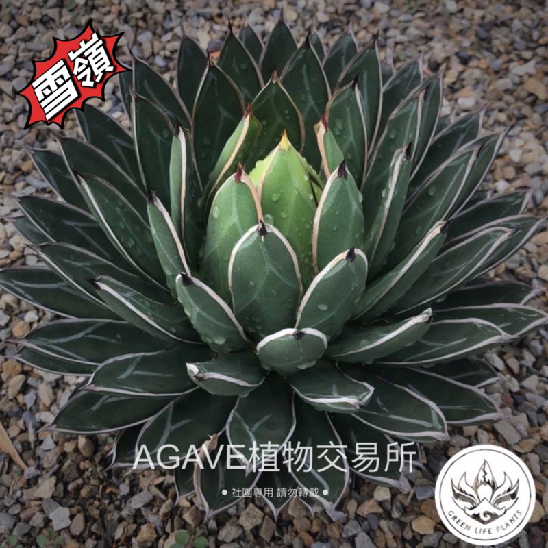 雪嶺笹之雪（販售側芽/非TC組織栽培）AGAVE 庭園造景旱生植物多肉植物