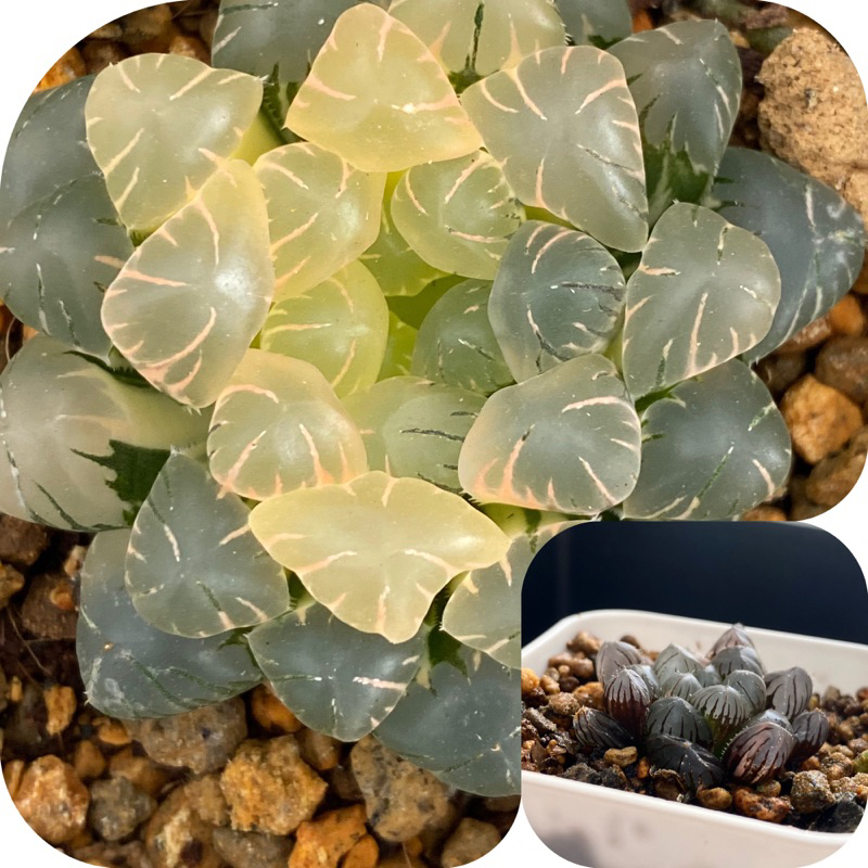 5AAA ハオルチア　多肉植物　水晶燈錦糊斑　自家繁殖 7c ハオルチア 多肉植物 水晶燈錦糊斑 自家繁殖 5AAA ハオルチア