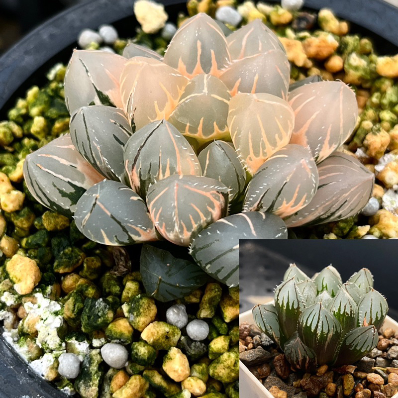 Haworthia ハオルチア百合科多肉植物玉露錦｜霓虹燈/OH/毛玉露錦/赤斑/茵夢湖…多種類玉露錦| 蝦皮購物