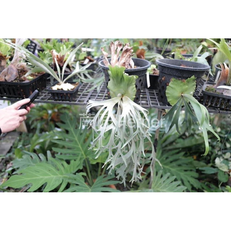 P. willinckii 'Blue Queen' 専用 P.willinckii cv.Blue Queen (Pup)【artPLANTs】 ビカクシダ