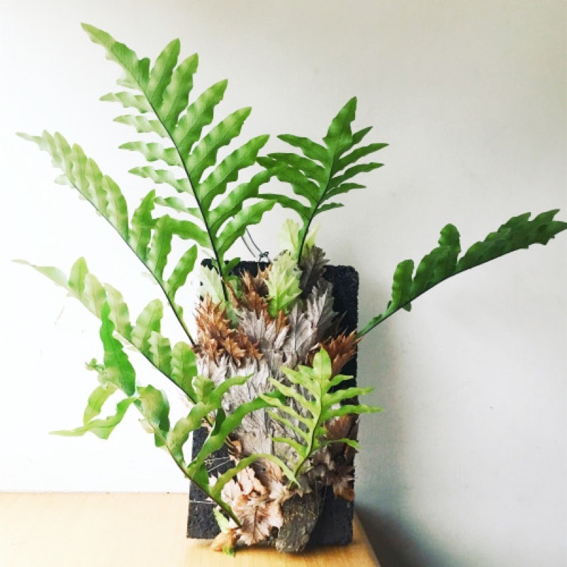 苔鑽🍀 ️買三送一 ️檞蕨 1株（莖上有葉子的先出）/蕨類植物/蕨類小品/療癒蕨品/觀葉植物/居家飾品/盆栽/造景 | 蝦皮購物