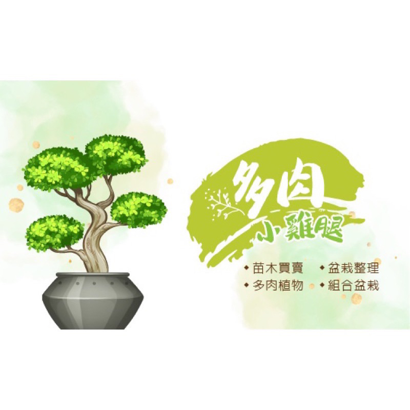 🪴多肉小雞腿🪴八房九重葛-三角梅-雜木盆栽-附石盆栽-九重葛