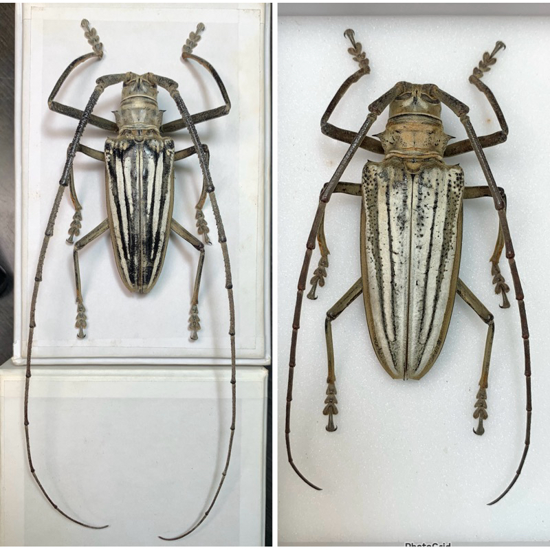 所羅門Batocera lamondi大白條天牛標本對蟲/少見少流通/大型/甲蟲標本/金龜標本/兜蟲標本/鍬形蟲標本 | 蝦皮購物