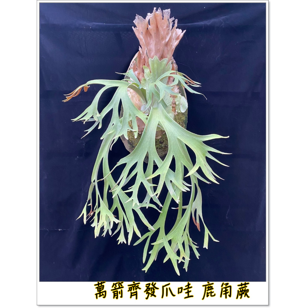 willinckii - 優惠推薦- 2025年10月| 蝦皮購物台灣