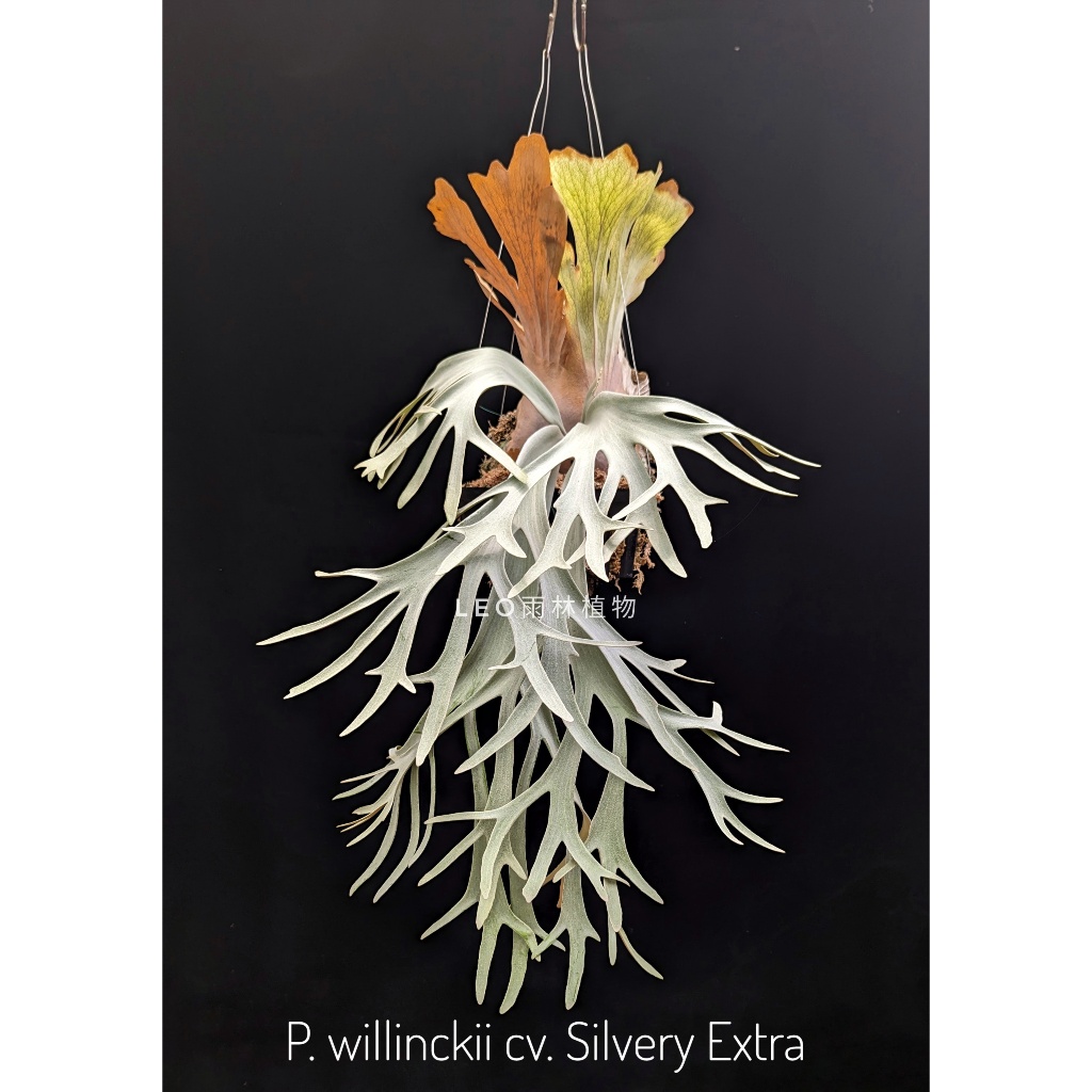 P. willinckii cv. Silvery Extra 鹿角蕨| 蝦皮購物
