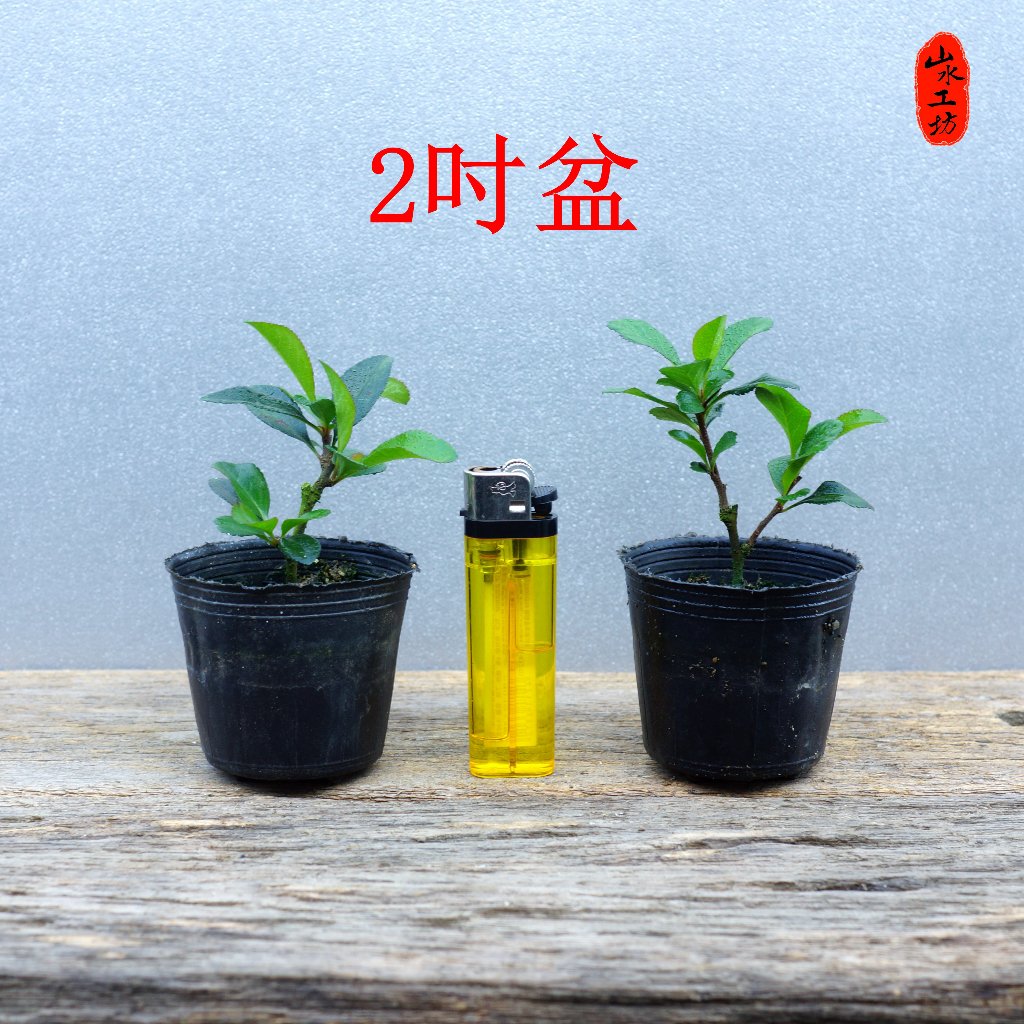 日本長壽梅(紅花)(白花)小品盆栽素材2吋黑軟盆| 蝦皮購物